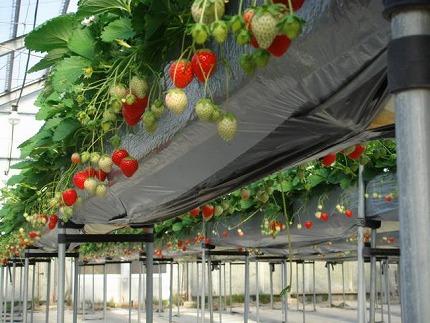 さぬきひめ苺　約400g化粧箱入り（12～18玉）