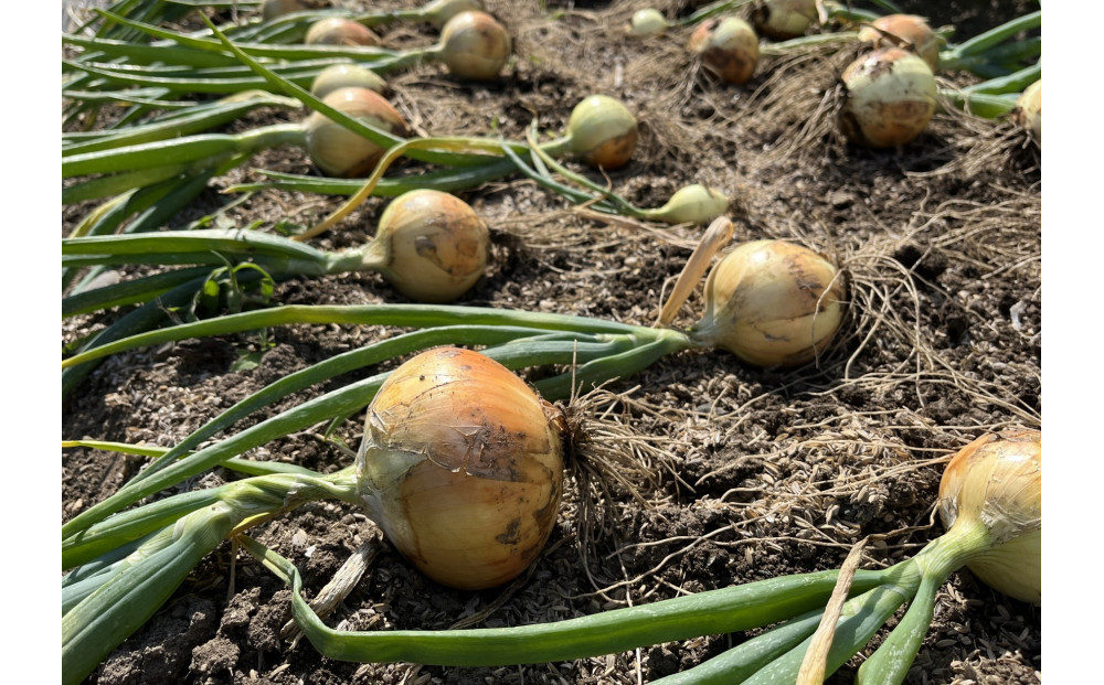 ＜2026年3月下旬以降発送・先行予約＞極早生たまねぎ 約10kg