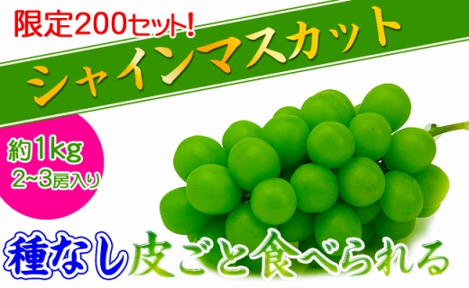 《2026年発送》特秀品シャインマスカット1kgの詰め合わせ【数量限定】