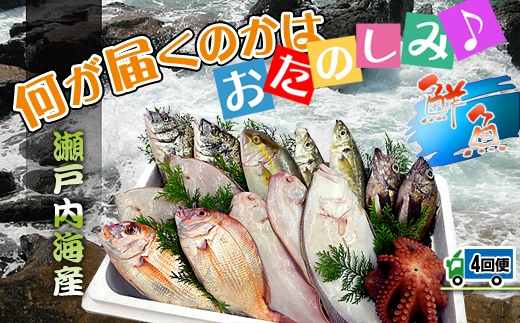 【定期便4回】創業100年の魚屋さんが選び抜いた旨い鮮魚直送便～
