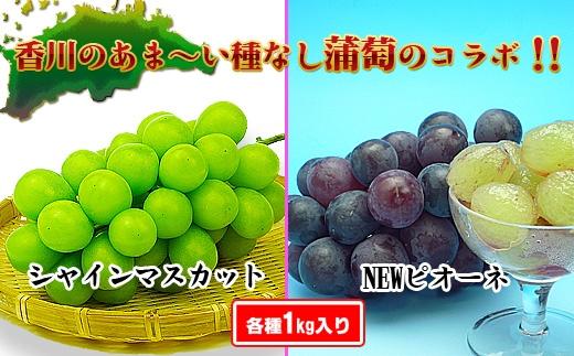 《2026年発送》シャインマスカット & ニューピオーネ セット 約2kg ( 種なしシャインマスカット 約1kg & 種なしニューピオーネ 約1kg ) 香川産 ｜ぶどう マスカット 人気品種 コラボ