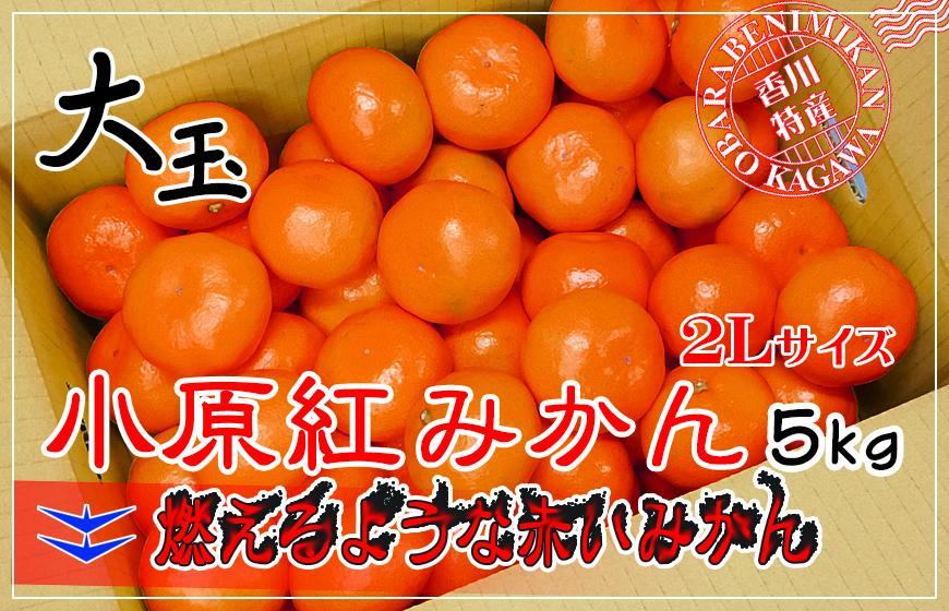 ≪先行受注≫小原紅早生みかん 香川県産 約5kg ( 2Lサイズ ) ｜ みかん