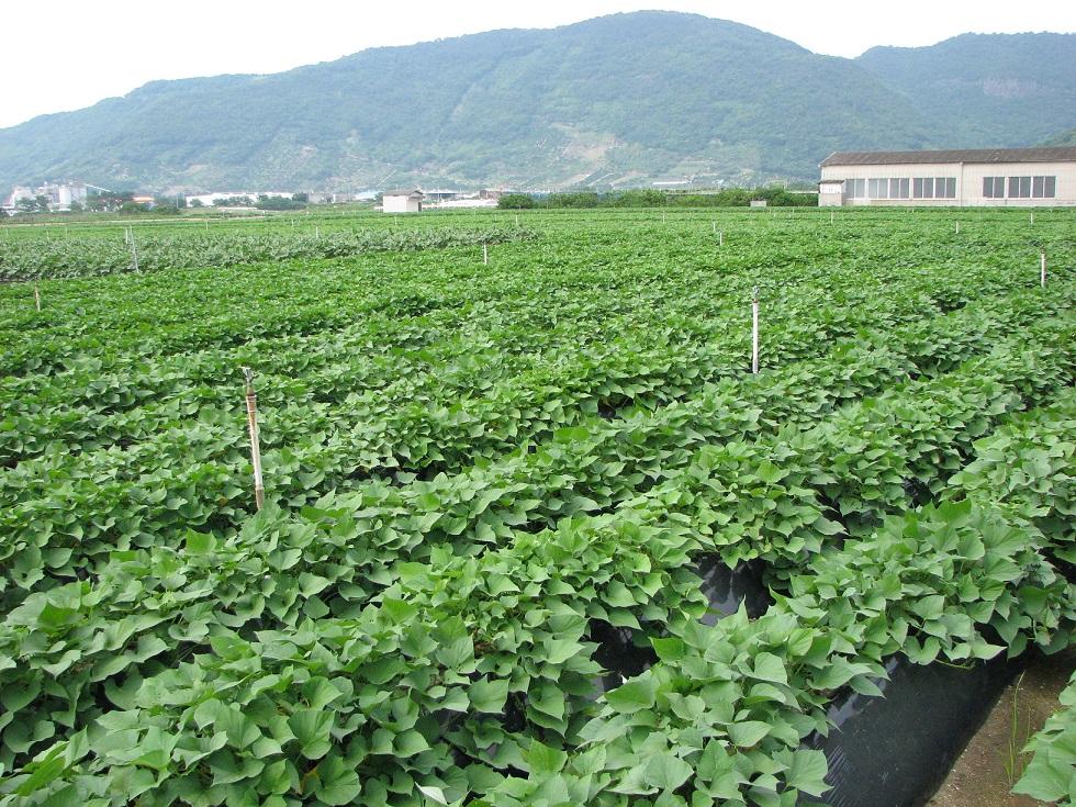 讃岐野金時芋焼酎 「姫尊（ひめみこ）」37度