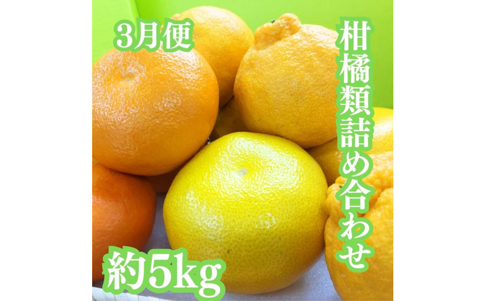 【定期便全３回】冬の美味しい果物