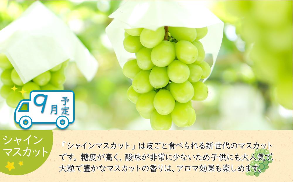 夏のいいとこどり定期便 【7月・8月・9月】全3回