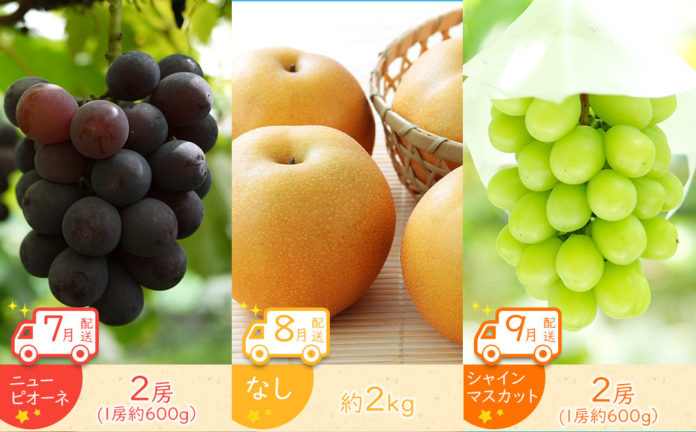 【全12回】坂出市四季のオススメ！旬果実単品定期便♪