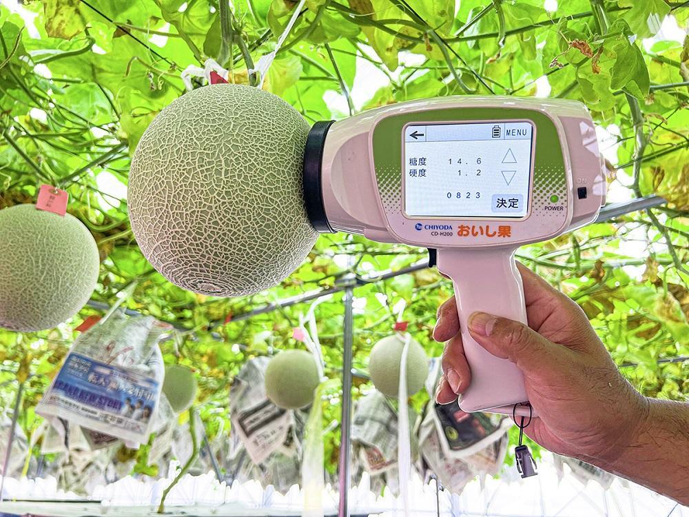 【2026年5月以降発送】さぬきメロン Dream Star 1.1kg以上｜メロン 糖度 14度以上 甘い フルーツ 果物 くだもの 特産 ふるさと 坂出市 香川 さぬき 食品 人気 おすすめ 送料無料