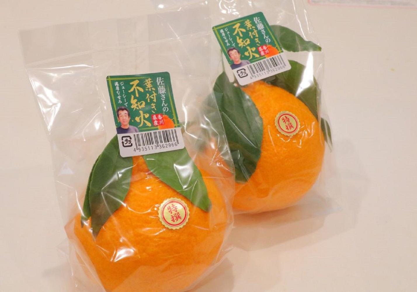 ＜先行受付　2026年発送＞不知火　約2.7kg