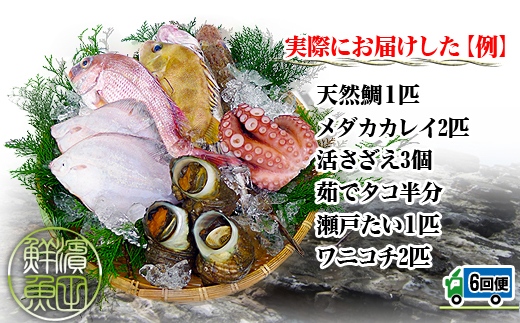 【定期便6回】創業100年の魚屋さんが選び抜いた旨い鮮魚直送便～