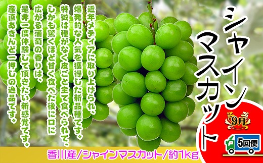 坂出産のフルーツとさぬきの特産品の定期便5回【Bコース】