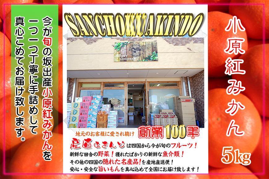 ≪先行受注≫小原紅早生みかん 香川県産 約5kg( S ～ Lサイズ )｜みかん