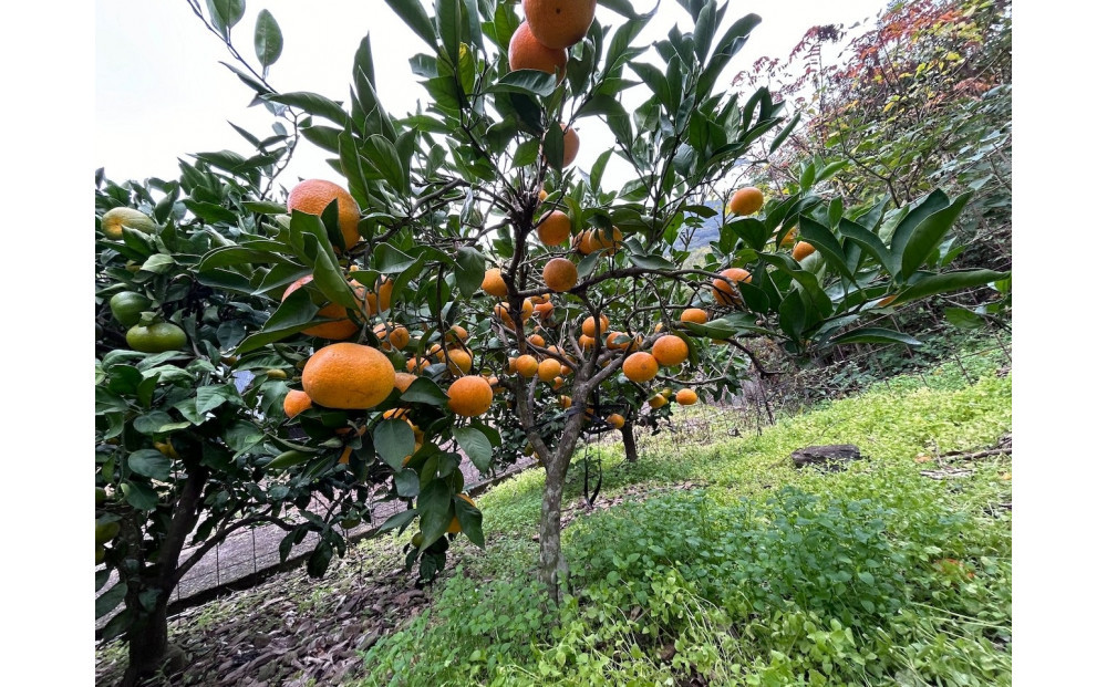 原田果樹農園直送！ 宮川早生みかん 約5kg（S~Mサイズ混合）数量限定