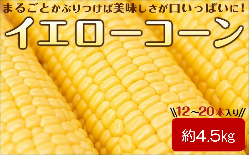 ＜2026年6月中旬以降発送・先行予約＞とうもろこし イエローコーン 約4.5kg ( 12 ～ 20本 )