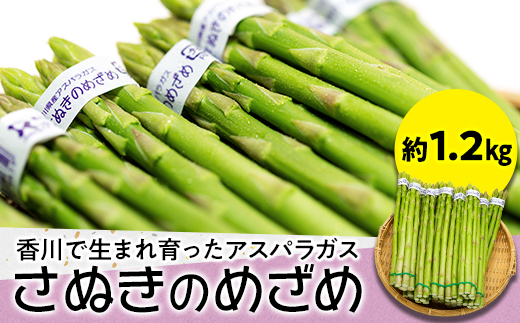 香川で生まれ育ったアスパラガス「さぬきのめざめ」