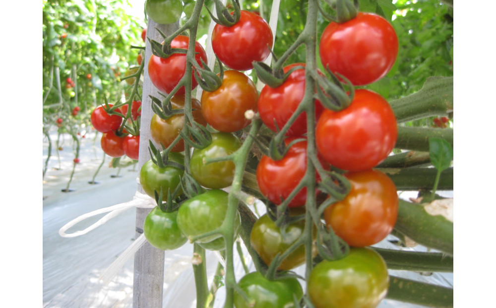 訳ありミニトマト　約3kg