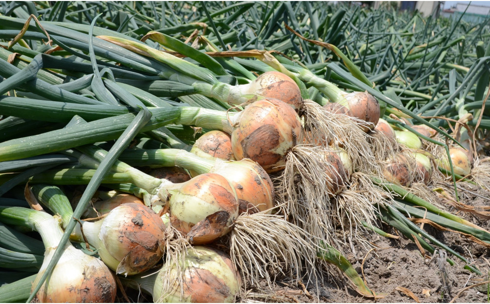 ＜2026年3月下旬以降発送・先行予約＞極早生たまねぎ 約10kg