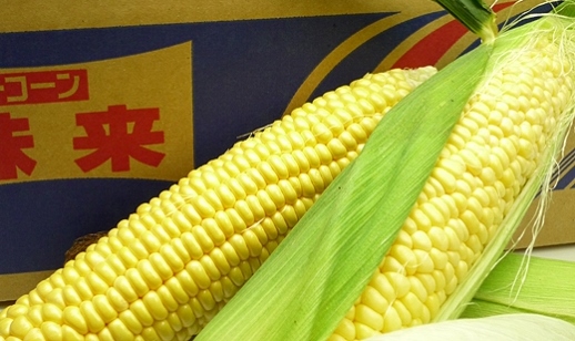 とうもろこし もぎたてトウモロコシ 5kg 坂出市産【先行予約：2025年6月上旬～順次発送】