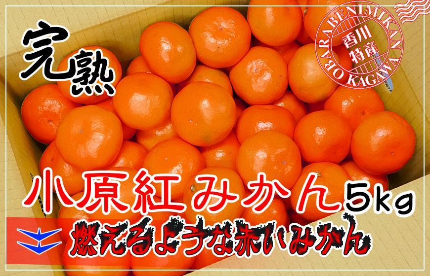≪先行受注≫小原紅早生みかん 香川県産 約5kg( S ～ Lサイズ )｜みかん