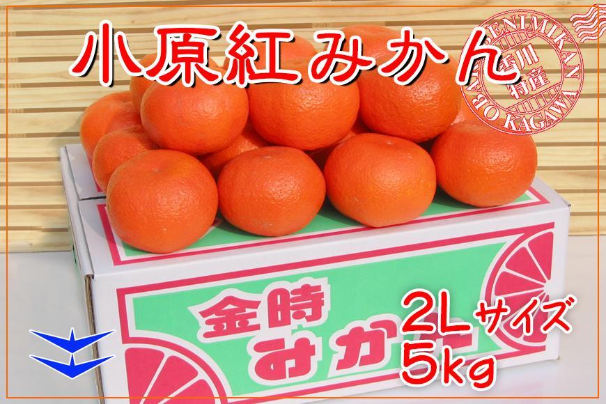 ≪先行受注≫小原紅早生みかん 香川県産 約5kg ( 2Lサイズ ) ｜ みかん