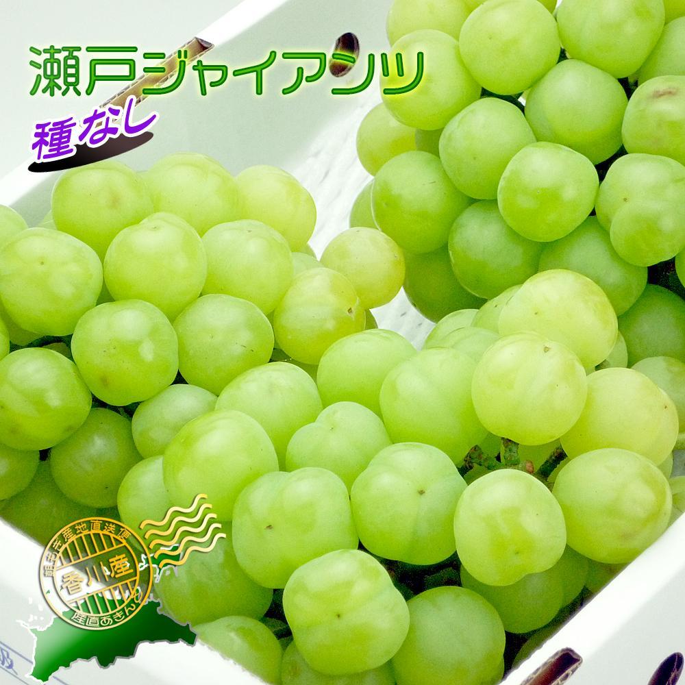《2026年発送》香川産のもぎたて瀬戸ジャイアンツ2kg【ご家庭用】