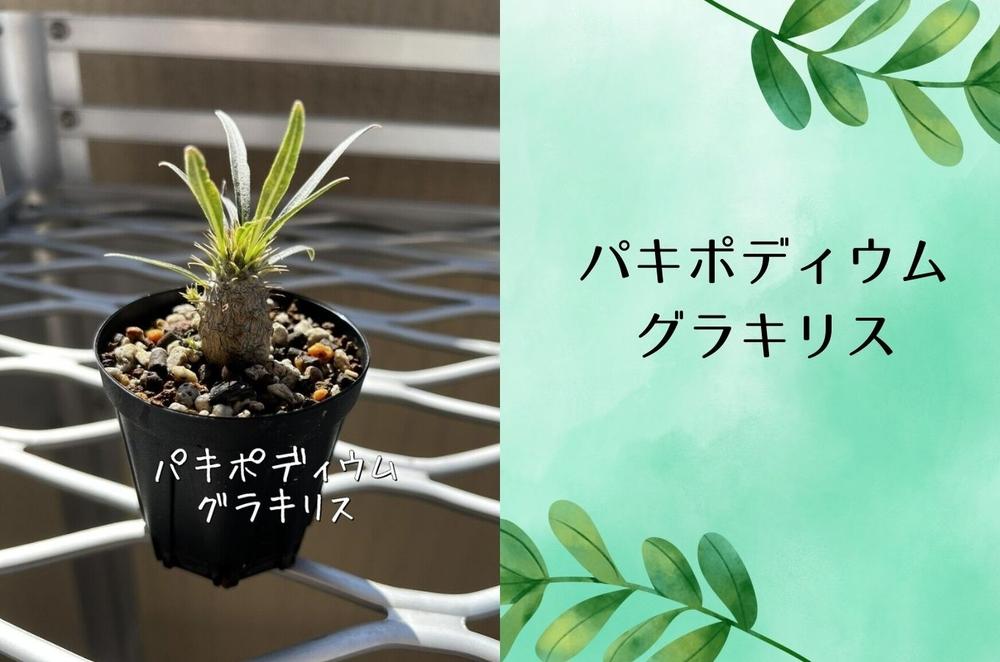 パキポディウムグラキリス実生株 1本