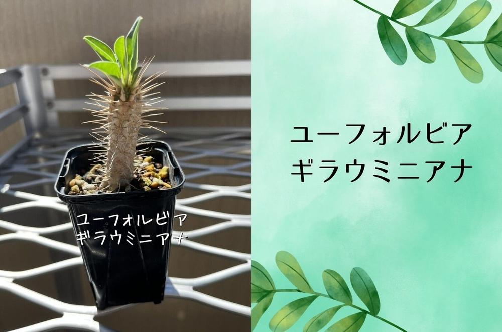 ユーフォルビアギラウミニアナ実生株 1本