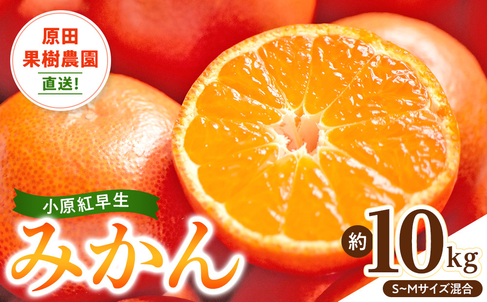 原田果樹農園直送！ 小原紅早生みかん 約10kg（S~Mサイズ混合）数量限定
