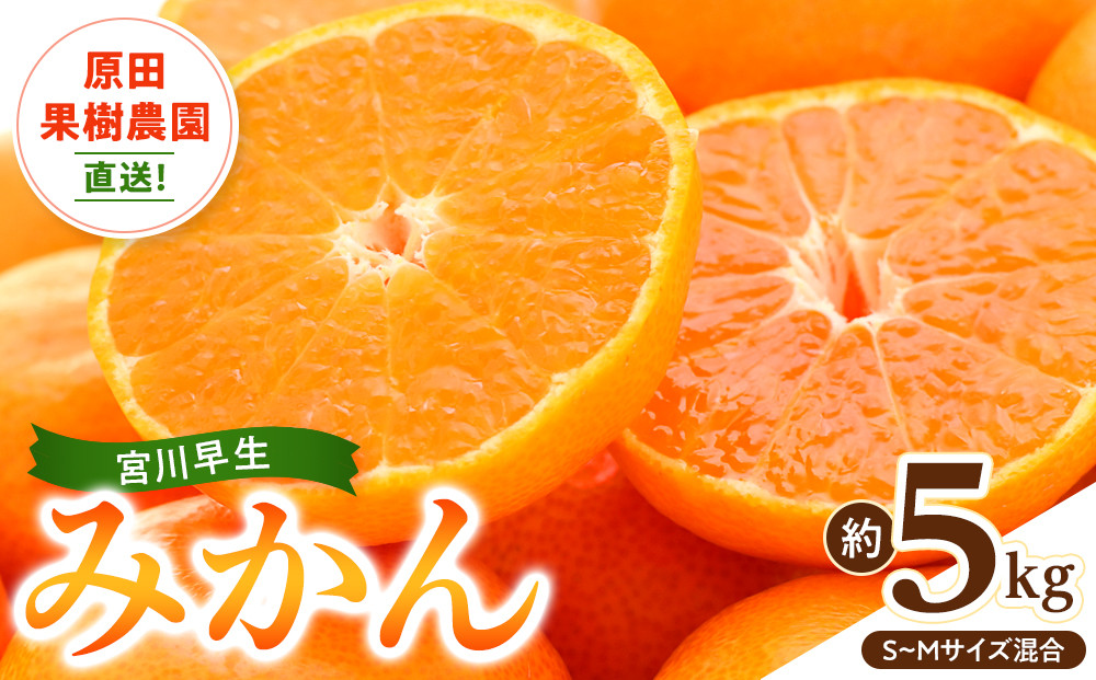 原田果樹農園直送！ 宮川早生みかん 約5kg（S~Mサイズ混合）数量限定