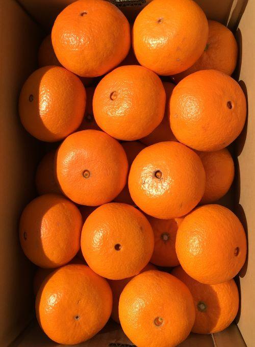 ＜予約受付＞宮武園芸の「津之輝（つのかがやき）」  善通寺市産 ５kg程度