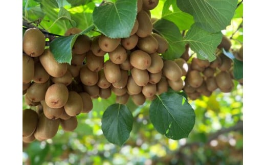 善通寺市産「キウイのたまご」２４玉　約１．１ｋｇ