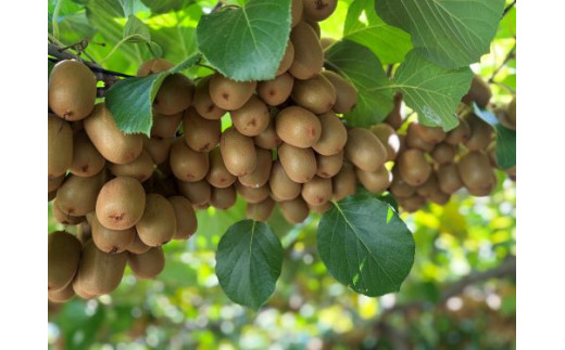 善通寺市産キウイ詰合せ（1）