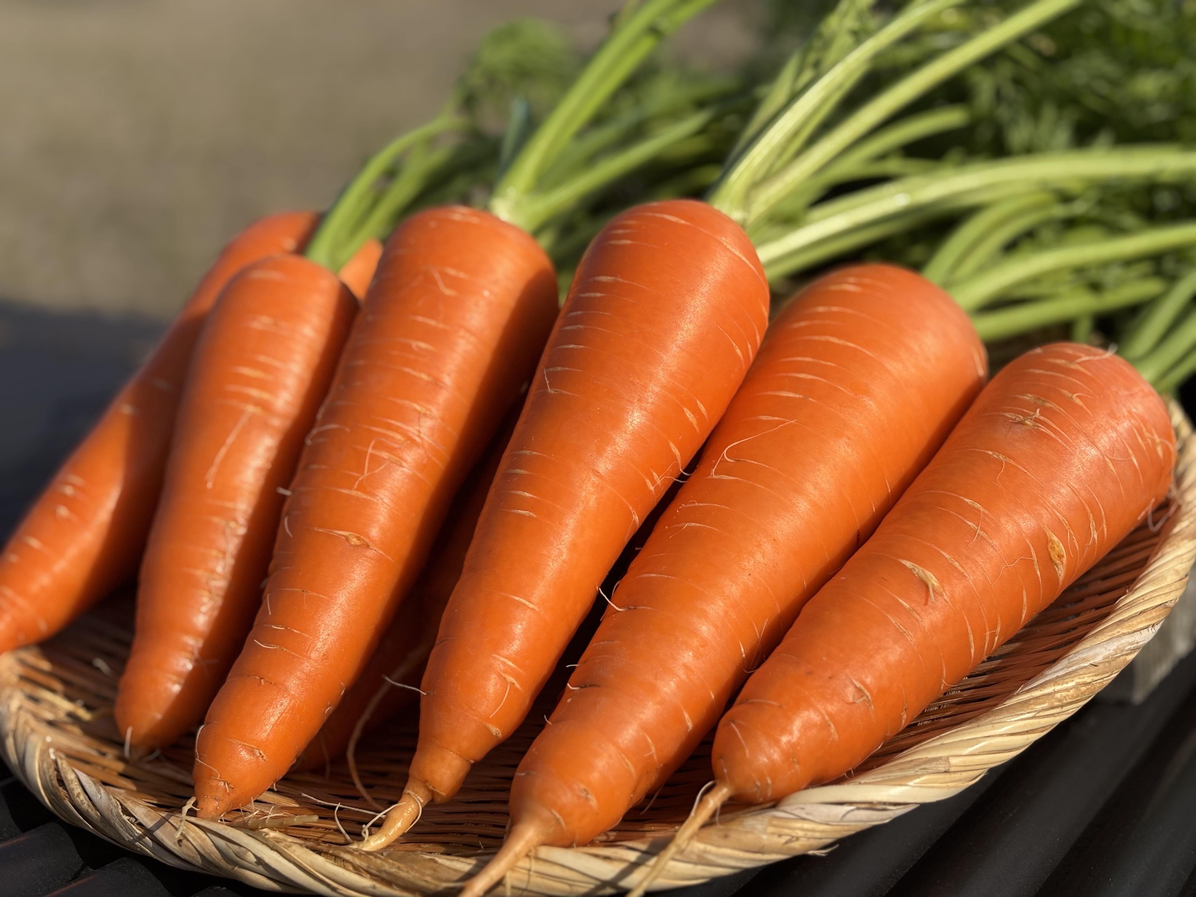 Root  Farmの冬季限定　有機JAS認証の人参約5kg（12月〜2月頃まで）