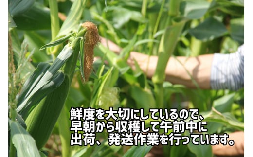 【先行予約受付開始！】2026年産　善通寺市産 スイートコーン 2.5kg（鮮度保持袋入り）　（2026年6月頃から発送開始予定）