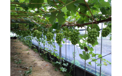 〈予約受付〉2026年産　香川県産シャインマスカット２房【２０２６年８月中旬以降発送予定！】