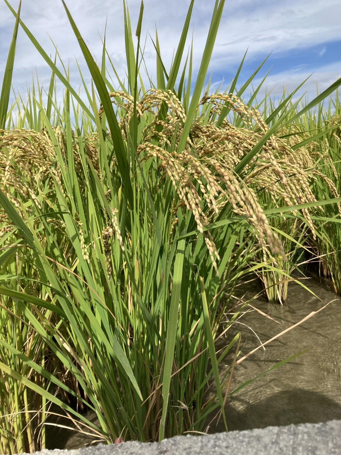 Root  Farmの令和7年度　新米ヒノヒカリ白米4kg×2袋　有機JAS認証