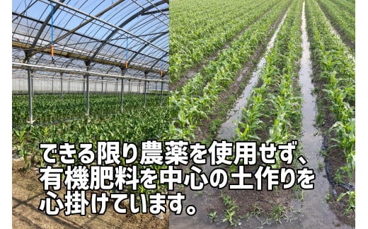 【先行予約受付開始！】2026年産　善通寺市産スイートコーン ４kg