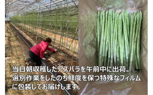 【先行予約受付開始！】2026年産　善通寺市産アスパラ｢さぬきのめざめ」１kg