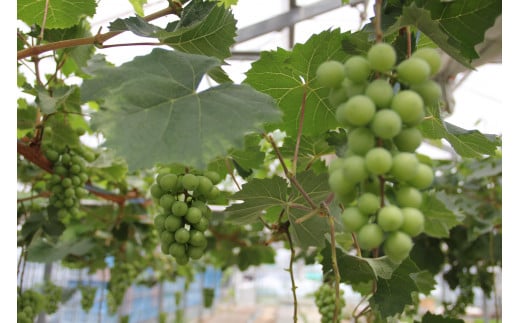 〈予約受付〉2026年産　香川県産シャインマスカット２房【２０２６年８月中旬以降発送予定！】