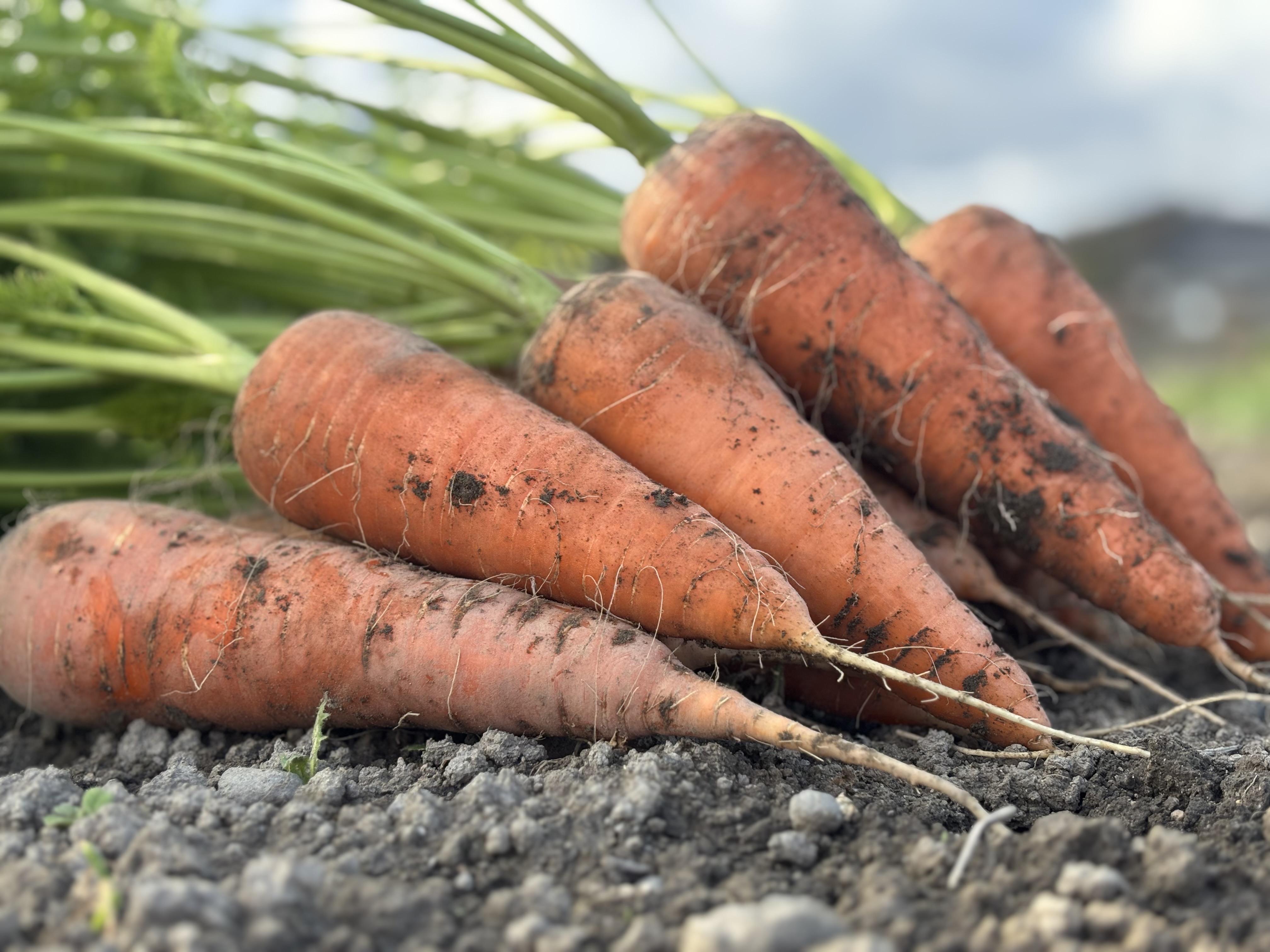 Root  Farmの冬季限定　有機JAS認証の人参約5kg（12月〜2月頃まで）