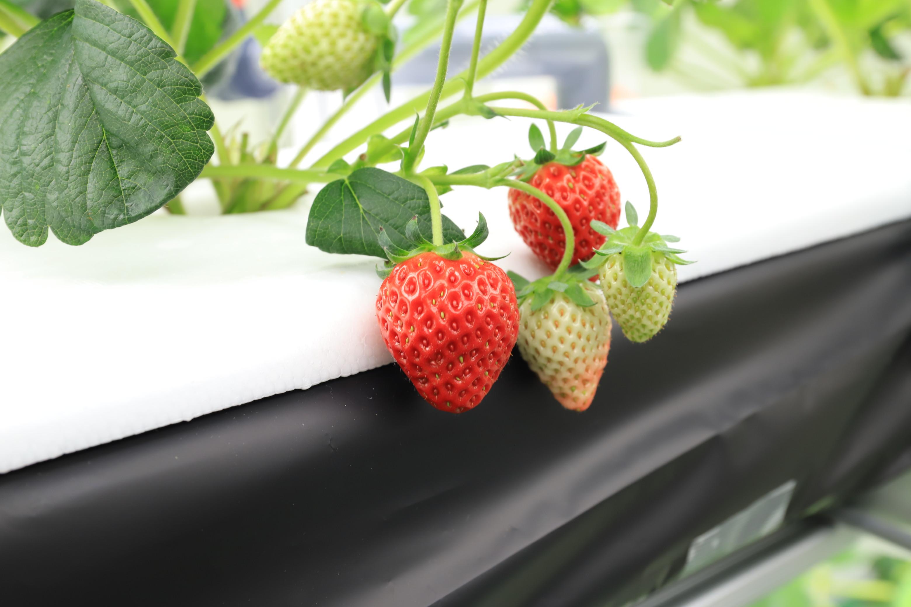 冷凍イチゴ（よつぼし）1kg　LED水耕栽培にて生産！