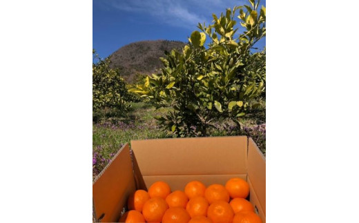 ＜予約受付＞宮武園芸の「はるみ みかん」  善通寺市産 ５kg程度