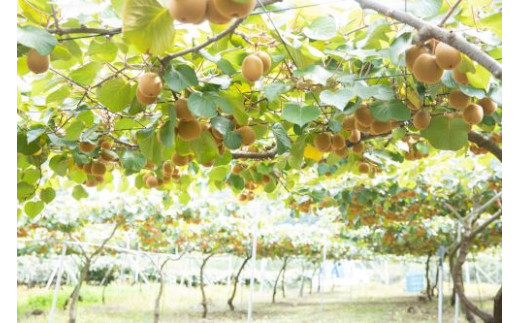 善通寺市産キウイ「さぬきゴールド」６玉　（約１ｋｇ前後)