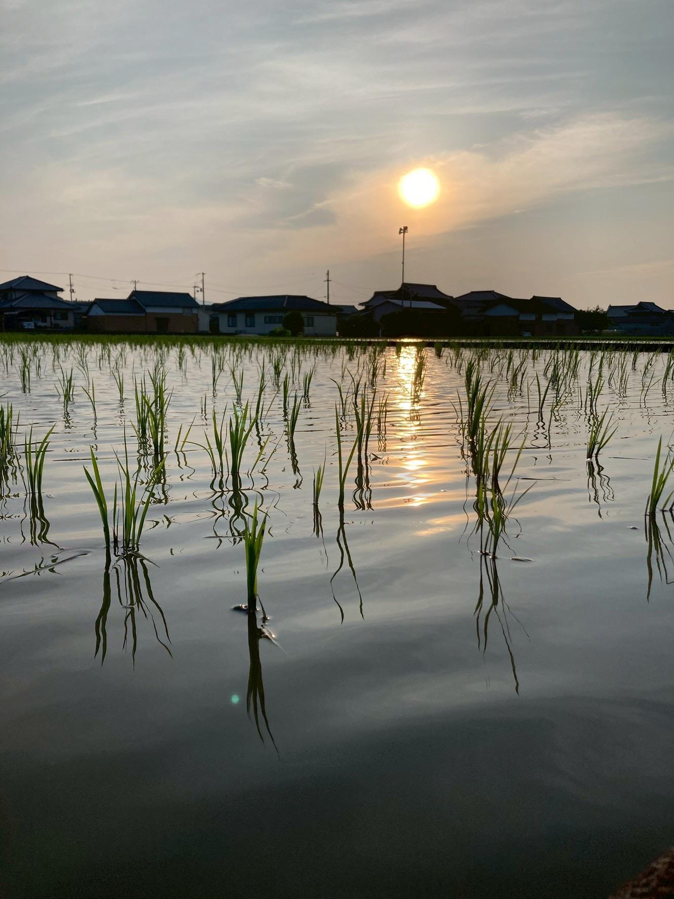 Root  Farmの令和7年度　新米ヒノヒカリ白米4kg×2袋　有機JAS認証