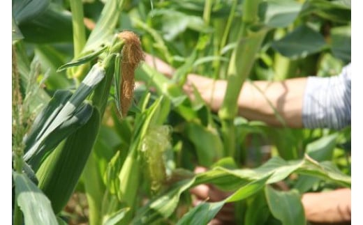 【先行予約受付開始！】2026年産　善通寺市産スイートコーン ４kg