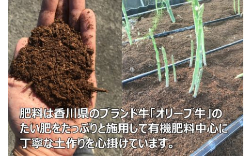 【先行予約受付開始！】2026年産　善通寺市産アスパラ｢さぬきのめざめ」１kg