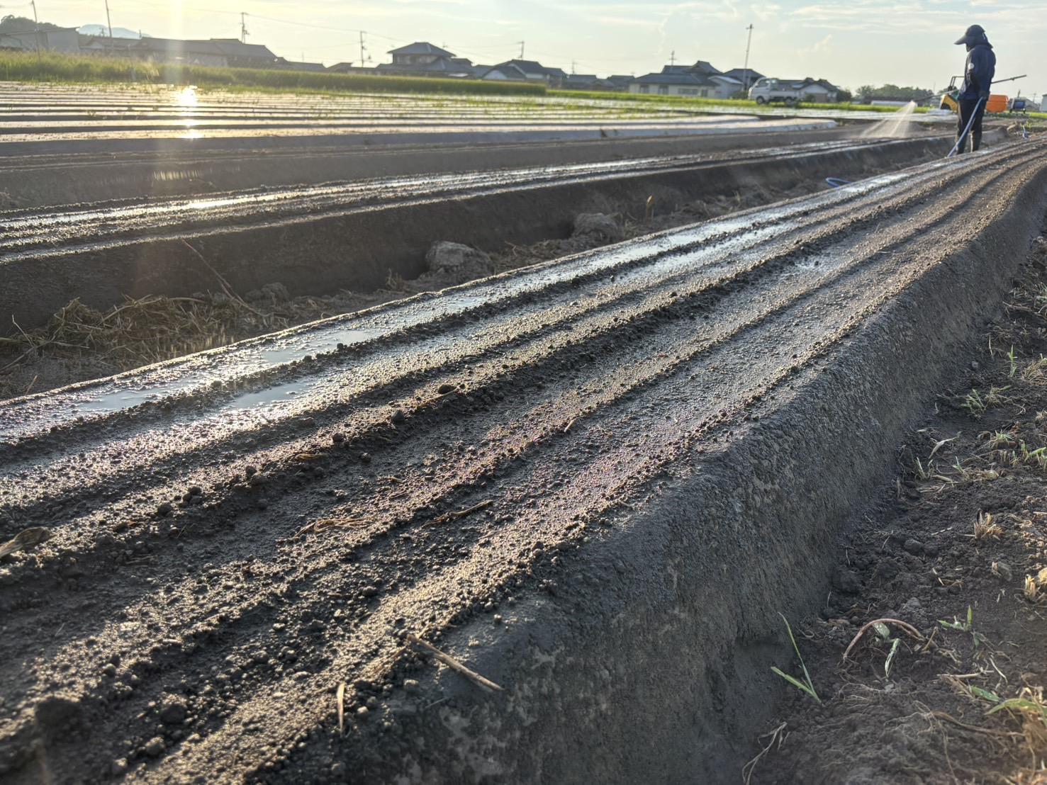 Root  Farmの冬季限定　有機JAS認証の人参約5kg（12月〜2月頃まで）