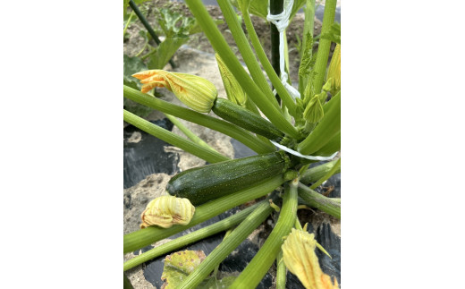 【先行予約受付中】無農薬　無化学肥料　無除草剤　夏のお野菜セット（旬の有機野菜5～10種類前後）