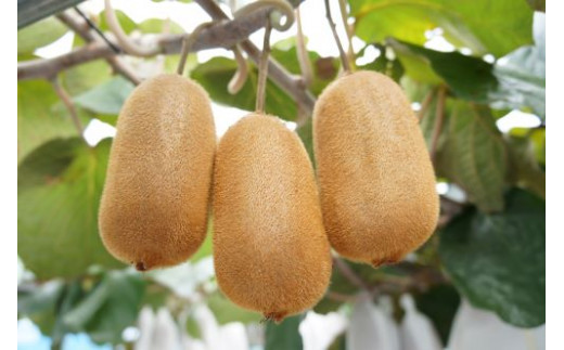 善通寺市産キウイ詰合せ（1）