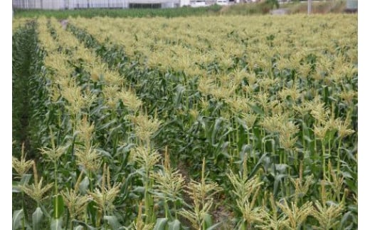 【先行予約受付開始！】2026年産　善通寺市産スイートコーン ４kg