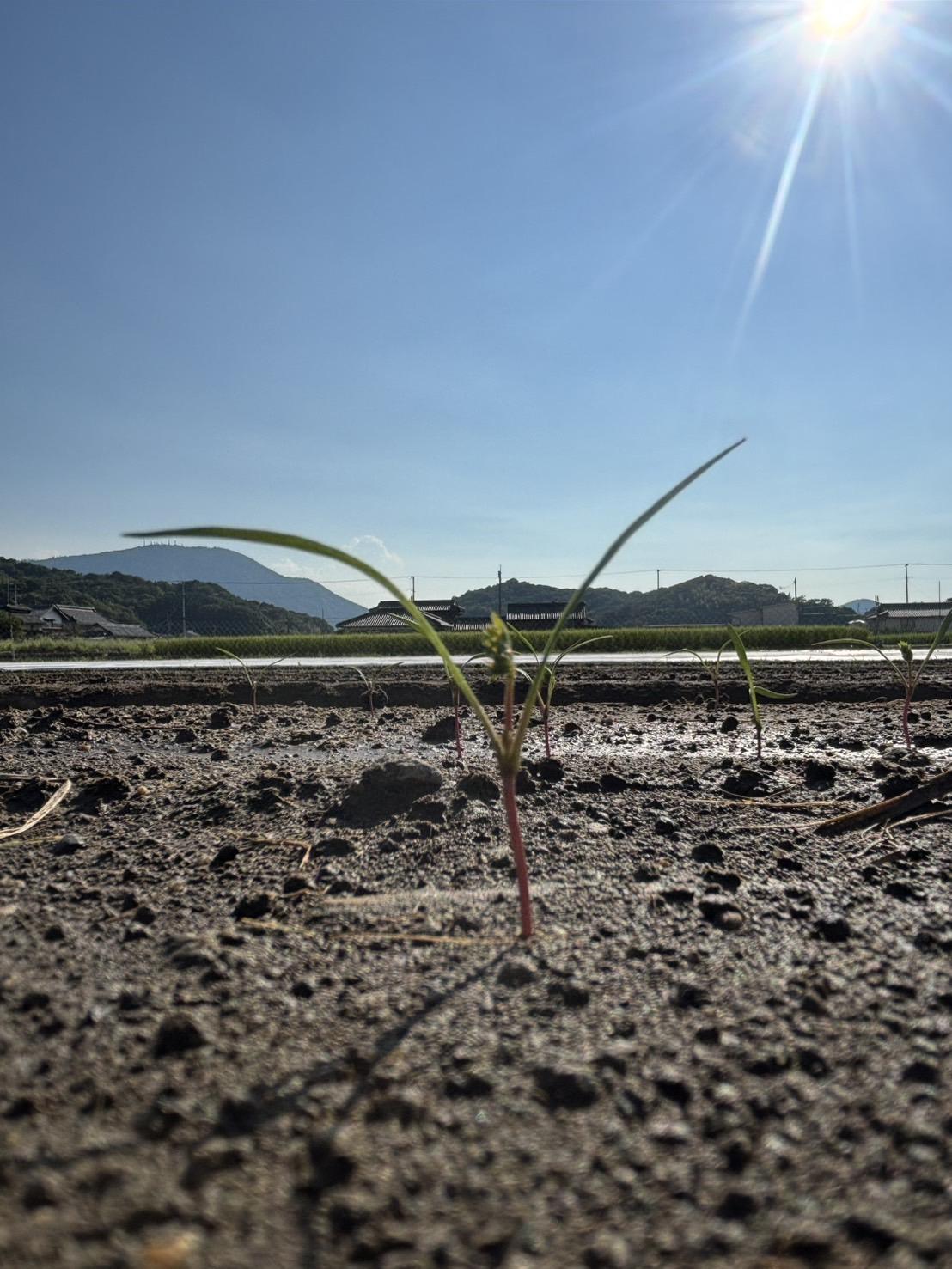 Root  Farmの冬季限定　有機JAS認証の人参約5kg（12月〜2月頃まで）